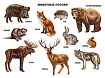 ПЛАКАТ. ЖИВОТНЫЕ РОССИИ