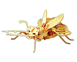 EC007 Жук-холостяк (4/30)